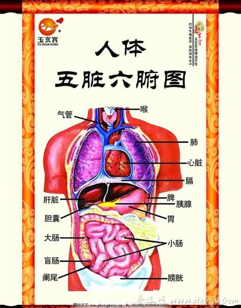 人体内五脏六腑位置图和功能,心脏是人体的发动机
