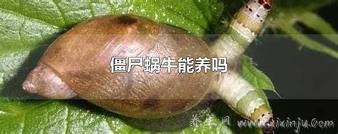 僵尸蜗牛能吃吗图片,不能/已被寄生虫完全控制大脑(胆小慎入)
