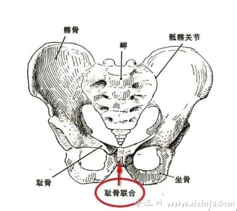 孕妇耻骨位置图片,位于下腹部与两腿之间(孕妈妈必看)