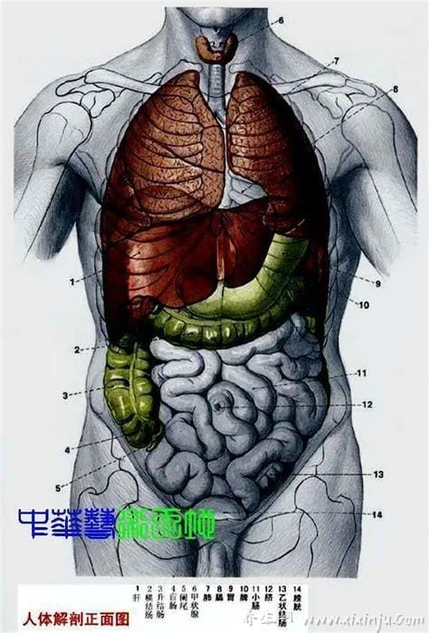 人体解剖图各器官位置图高清,内脏器官位置分布图及功能介绍