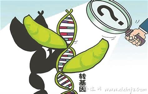 转基因是什么意思,转基因食品的4大危害