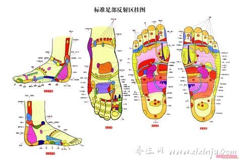 超详细足底脚底穴位图解,按摩脚底对身体全部器官都有疗效