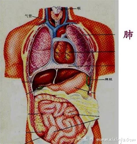 肺在哪个位置图,在胸腔内但肺不会疼/肺部疾病会引起胸疼