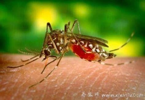 什么血型的人最招蚊子,蚊子喜欢什么血型?(A型/O型)