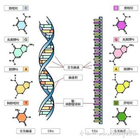 组成dna的核苷酸是什么