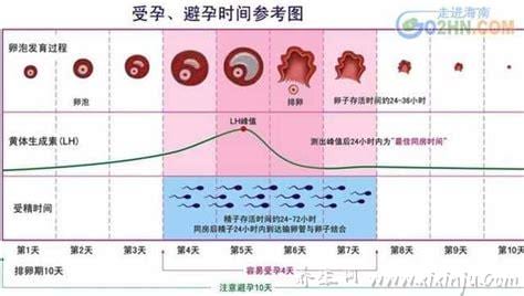 女性排卵期如何计算正确