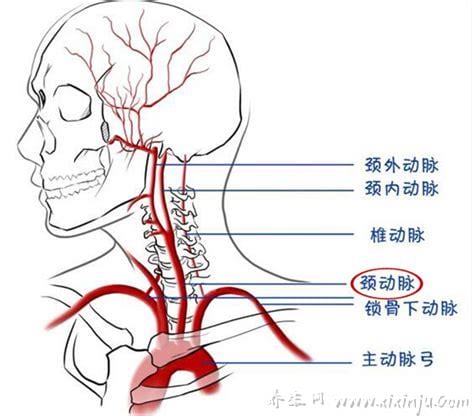 颈动脉窦位置在哪里