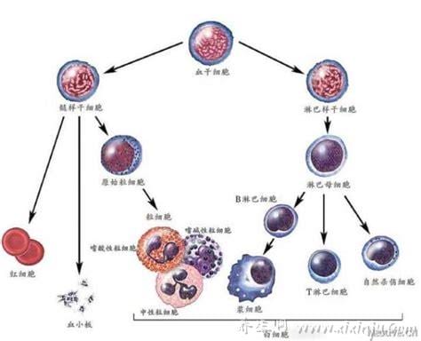 粒细胞是白细胞吗