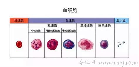  单核细胞偏高说明什么