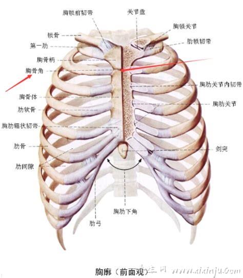 胸骨下角名词解释