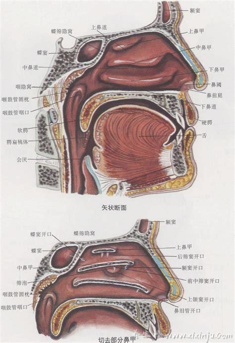 鼻子最里面和喉咙交界处有痰怎么弄出来