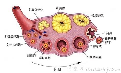 黄体破裂最明显的症状