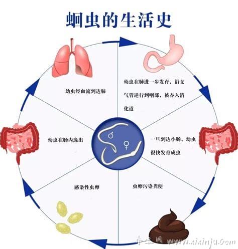 蛔虫病症状