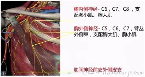 胸大肌受什么神经支配