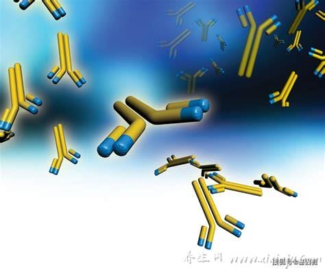 抗体都是免疫球蛋白是正确的吗