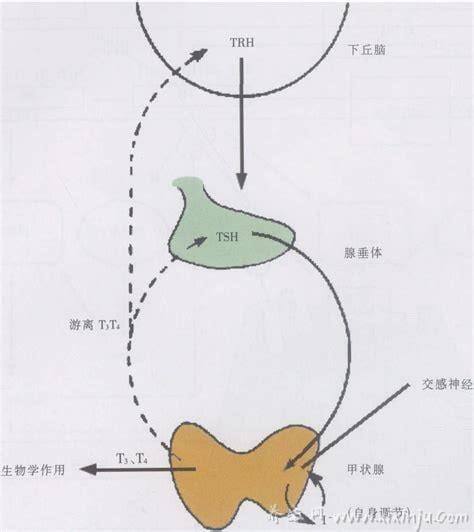  调节内分泌的药