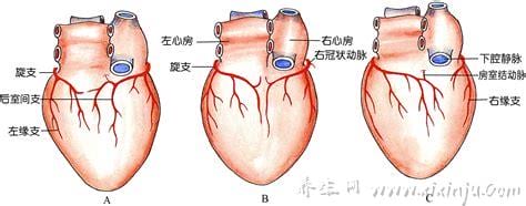  冠状动脉和主动脉的区别