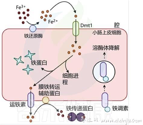  多糖铁和硫酸亚铁区别