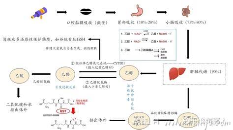 酒精在人体内多长时间代谢完