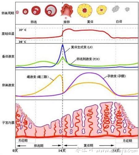 黄体生成素正常值是多少