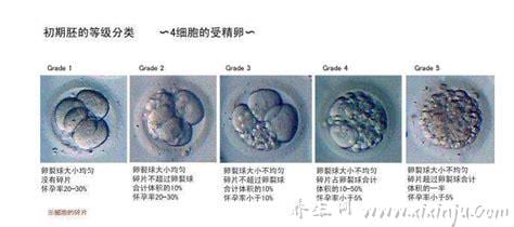 试管囊胚等级怎么分