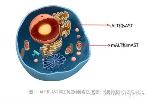  谷丙转氨酶是什么