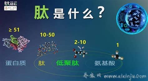  小分子肽的功效与作用