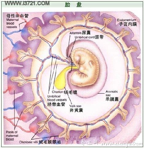  胎盘是什么