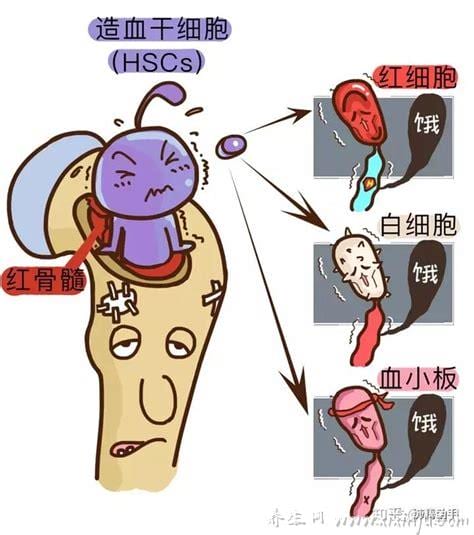 化疗后骨髓抑制是什么意思