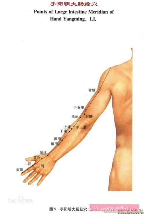 中医经络知识：手阳明大肠经图解