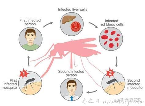 疟疾主要通过什么传播