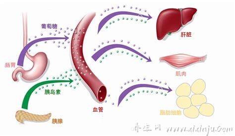 基础胰岛素是什么意思