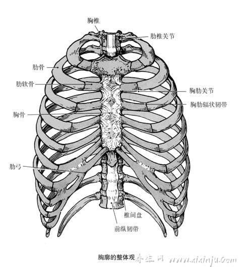 胸骨角平对第几软骨