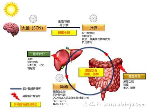  胆汁酸高是怎么引起的