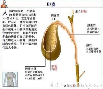  胆囊炎的症状及治疗