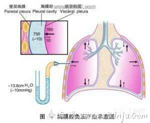 胸膜腔负压的形成和意义是什么