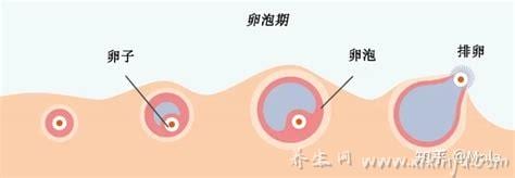 卵泡多大算成熟