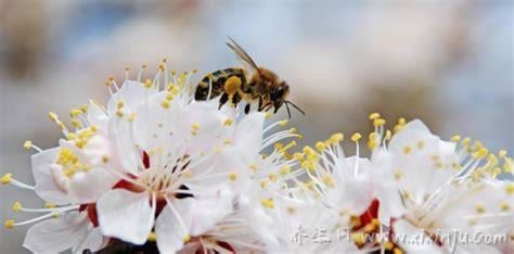 茶花粉的功效与作用及食用方法