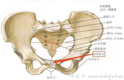  耻骨在哪里