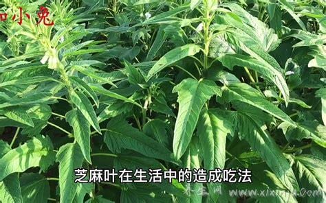 芝麻叶的功效与作用