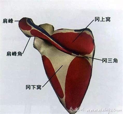 肩胛冈怎么定位