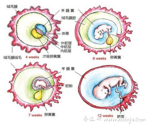 卵黄囊是什么