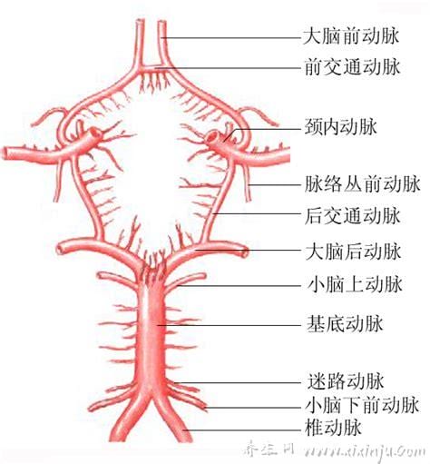 大脑动脉环的临床意义