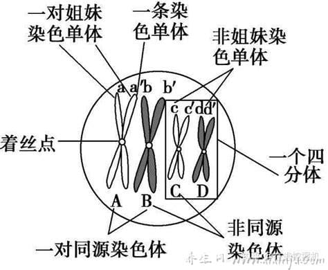 染色体是什么