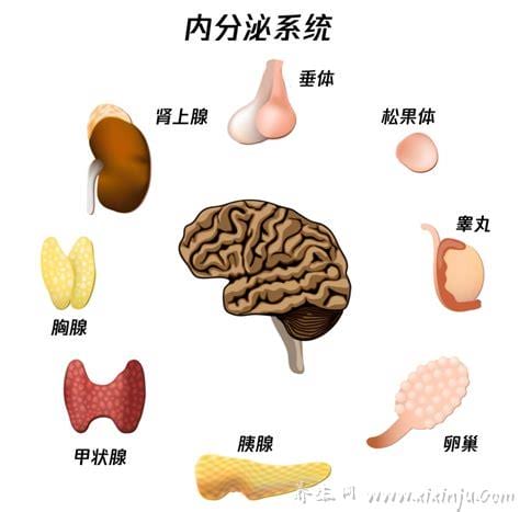  内分泌失调是什么意思