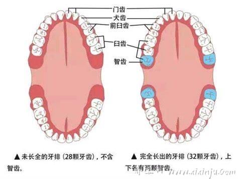 智齿是长在哪个位置的