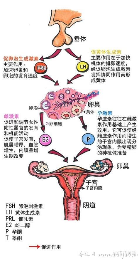 促黄体生成素正常值