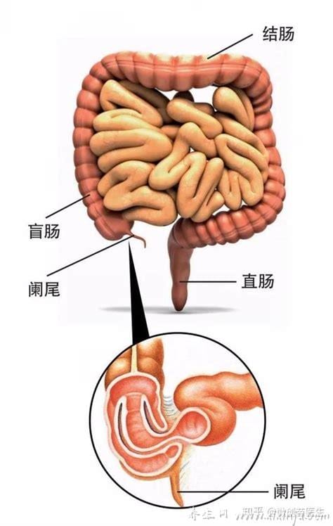 阑尾在哪边