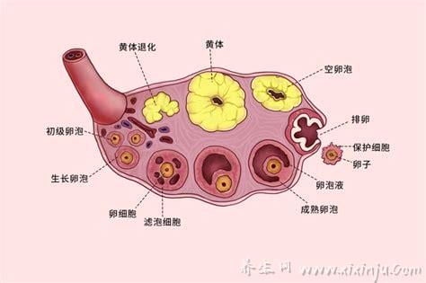 什么是黄体破裂