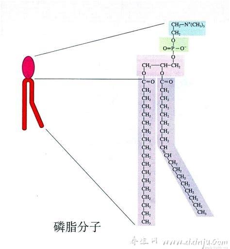 磷脂的作用